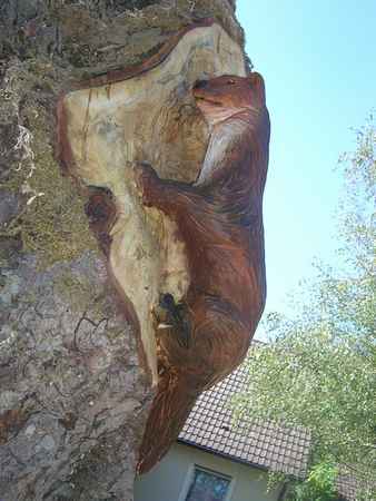 Marder im selben Stamm, Stammh�he 4 Meter